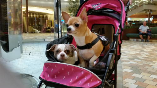 Therapy dogs